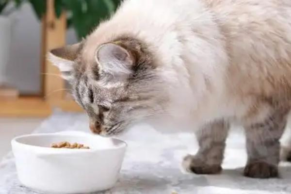 猫低血糖有什么症状，可能是应激、缺少营养、感染寄生虫所致
