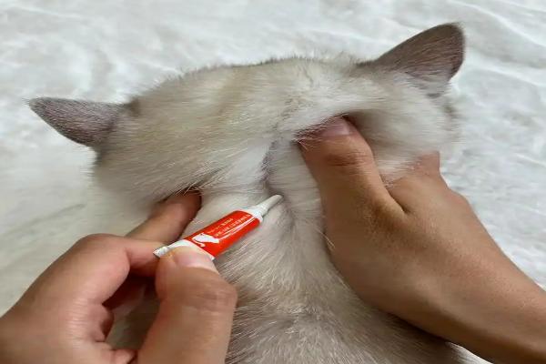 猫低血糖有什么症状，可能是应激、缺少营养、感染寄生虫所致