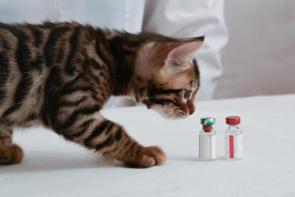 猫低血糖有什么症状，可能是应激、缺少营养、感染寄生虫所致