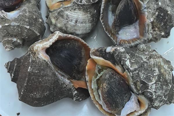 海螺是贝壳类动物吗，海螺是贝壳类动物