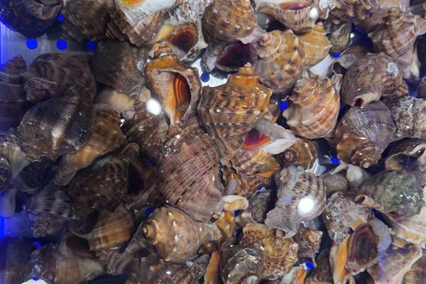 海螺是贝壳类动物吗，海螺是贝壳类动物