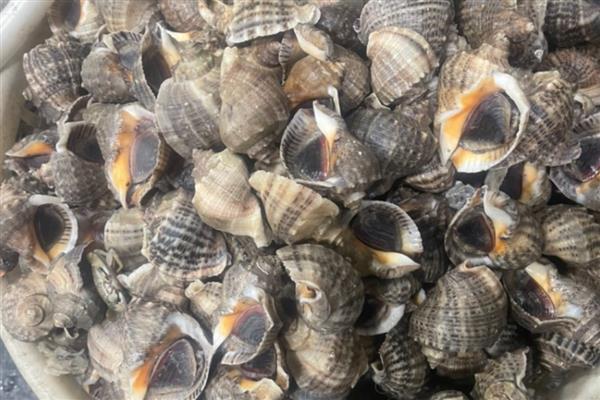 海螺是贝壳类动物吗，海螺是贝壳类动物