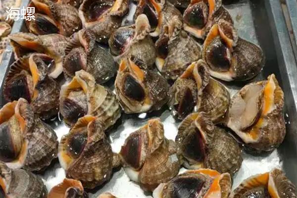 海螺是贝壳类动物吗，海螺是贝壳类动物