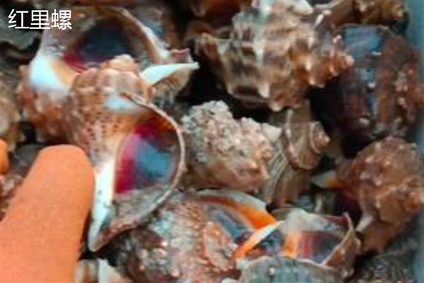 海螺是贝壳类动物吗，海螺是贝壳类动物