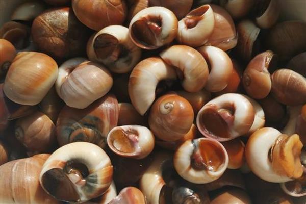 海螺是贝壳类动物吗，海螺是贝壳类动物