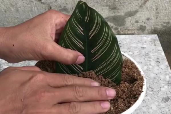 猫眼竹芋如何繁殖，以分株、播种、扦插为主