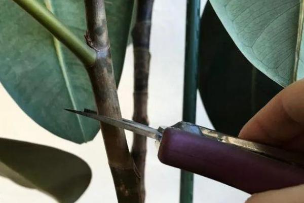 橡皮树去头的方式，可顶芽摘除或剪掉枝条顶端