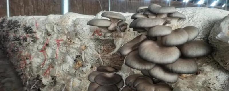 蘑菇菌种怎么栽种蘑菇，每隔2-3天为其喷洒一次水分