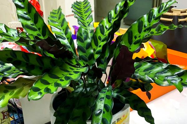 猫眼竹芋如何繁殖，以分株、播种、扦插为主