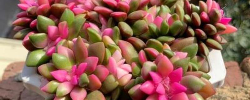 夏季养殖吹雪之松锦的方法，应确保日照时长在3小时以上