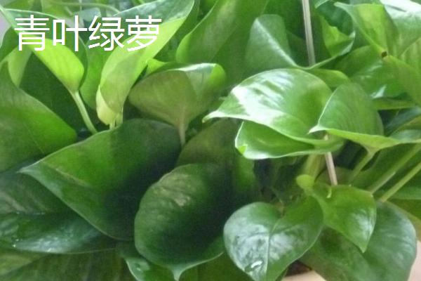 绿萝的种类，分为青叶绿萝、黄叶绿萝等