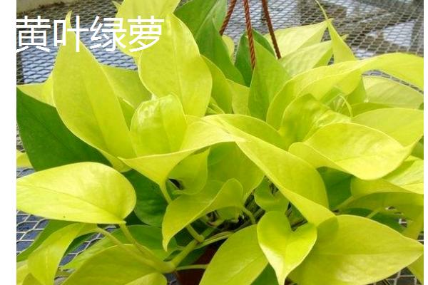 绿萝的种类，分为青叶绿萝、黄叶绿萝等