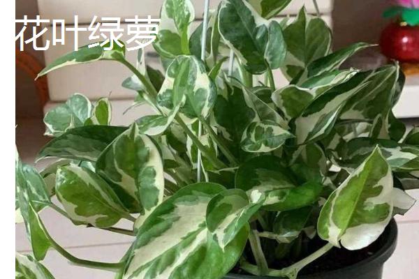 绿萝的种类，分为青叶绿萝、黄叶绿萝等