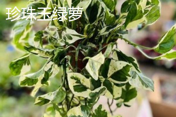 绿萝的种类，分为青叶绿萝、黄叶绿萝等