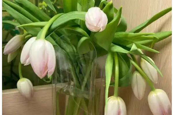 郁金香如何醒花，要先对枝叶进行修剪