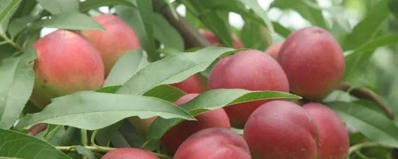 桃树怎么进行春管,适时喷施壮果蒂灵可提高坐果率