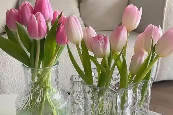 郁金香如何醒花，要先对枝叶进行修剪