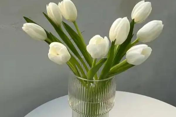 郁金香如何醒花，要先对枝叶进行修剪