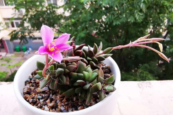 夏季养殖吹雪之松锦的方法，应确保日照时长在3小时以上