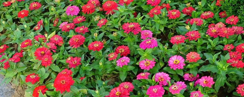 象征友谊有哪些花朵，常见的有百日菊、常青藤等