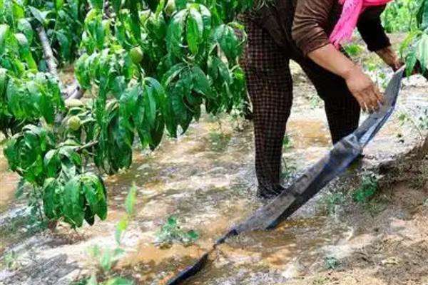 桃树怎么进行春管,适时喷施壮果蒂灵可提高坐果率