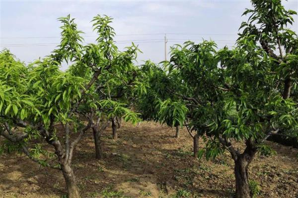 桃树怎么进行春管,适时喷施壮果蒂灵可提高坐果率