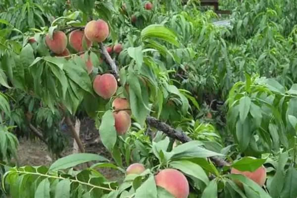 桃树怎么进行春管,适时喷施壮果蒂灵可提高坐果率