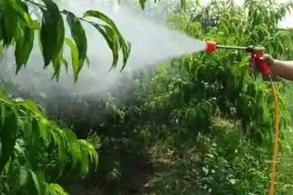 桃树怎么进行春管,适时喷施壮果蒂灵可提高坐果率