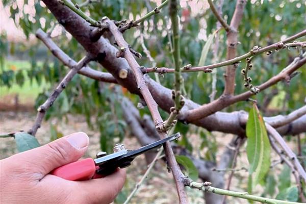 桃树怎么进行春管,适时喷施壮果蒂灵可提高坐果率