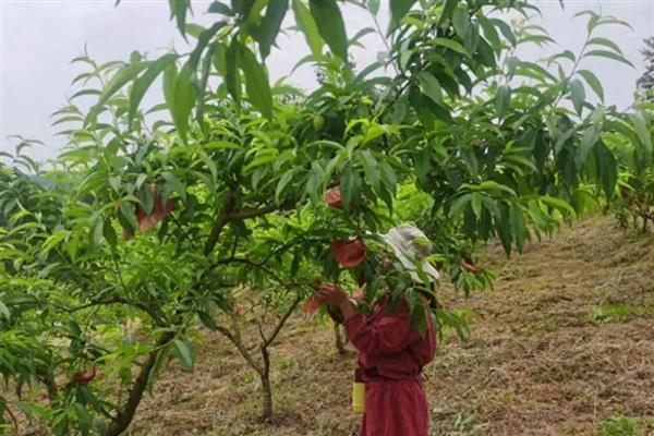 桃树怎么进行春管,适时喷施壮果蒂灵可提高坐果率