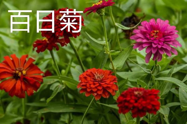 象征友谊有哪些花朵，常见的有百日菊、常青藤等