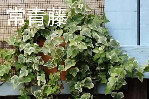 象征友谊有哪些花朵，常见的有百日菊、常青藤等