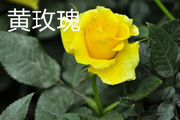 象征友谊有哪些花朵，常见的有百日菊、常青藤等