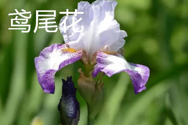 象征友谊有哪些花朵，常见的有百日菊、常青藤等