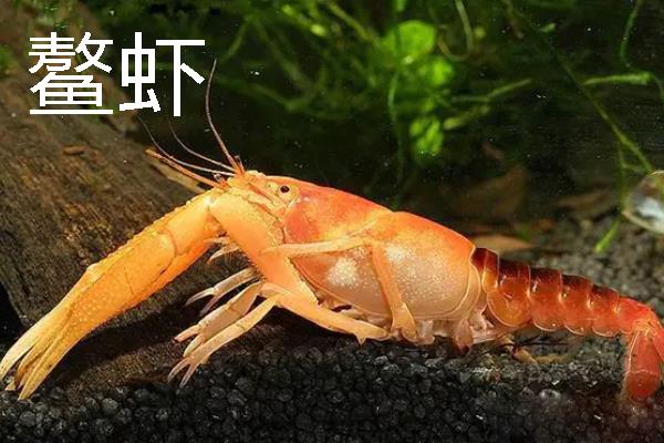 鳌虾与龙虾有什么区别，前者是淡水虾、后者是海水虾