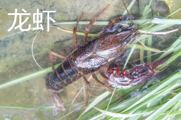 鳌虾与龙虾有什么区别，前者是淡水虾、后者是海水虾