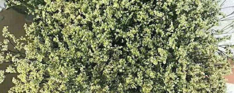 水晶草的养殖方法，生长旺期要追施氮肥