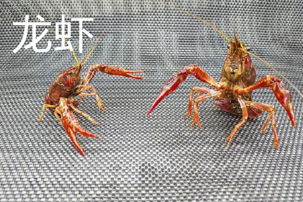 鳌虾与龙虾有什么区别，前者是淡水虾、后者是海水虾