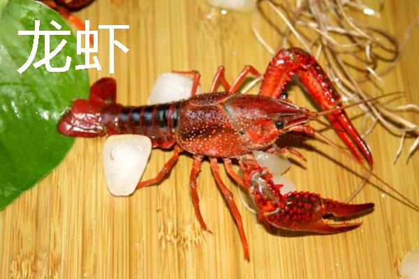 鳌虾与龙虾有什么区别，前者是淡水虾、后者是海水虾