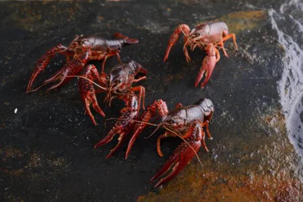鳌虾与龙虾有什么区别，前者是淡水虾、后者是海水虾