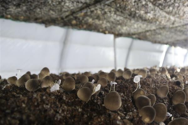 蘑菇菌种怎么栽种蘑菇，每隔2-3天为其喷洒一次水分