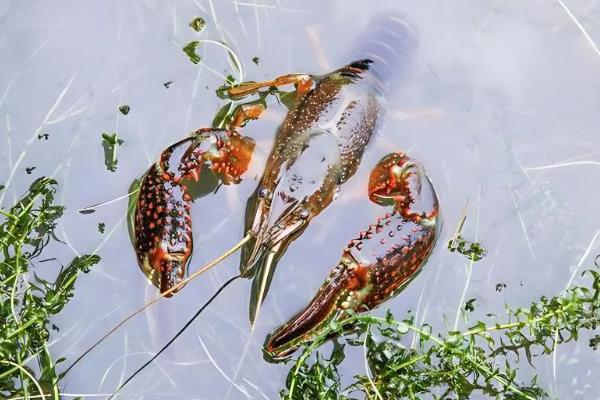 鳌虾与龙虾有什么区别，前者是淡水虾、后者是海水虾