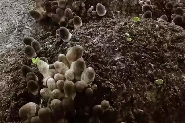 蘑菇菌种怎么栽种蘑菇，每隔2-3天为其喷洒一次水分