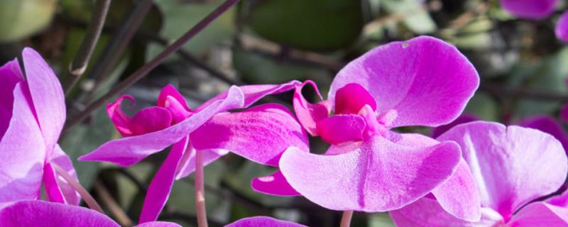 蝴蝶兰花朵萎蔫的原因，主要是施肥不当、温度过高等因素所致