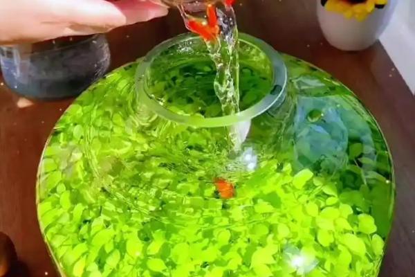 水晶草的养殖方法，生长旺期要追施氮肥