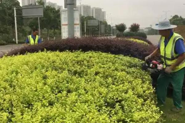 金叶女贞的修剪方法，需要剪除部分根系和枝叶