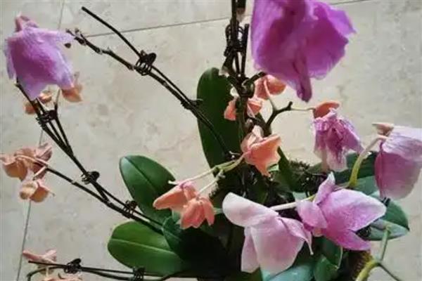 蝴蝶兰花朵萎蔫的原因，主要是施肥不当、温度过高等因素所致