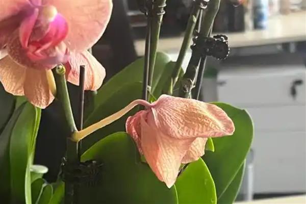 蝴蝶兰花朵萎蔫的原因，主要是施肥不当、温度过高等因素所致