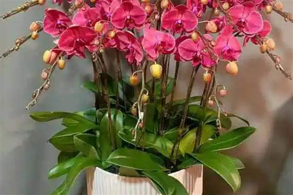 蝴蝶兰花朵萎蔫的原因，主要是施肥不当、温度过高等因素所致