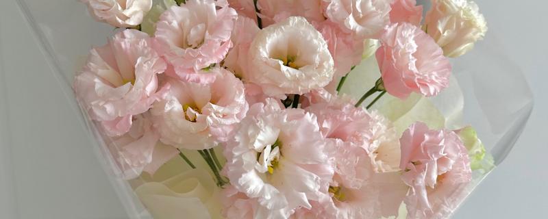 粉色桔梗有什么花语，代表甜蜜的爱、坚强自信、温暖浪漫